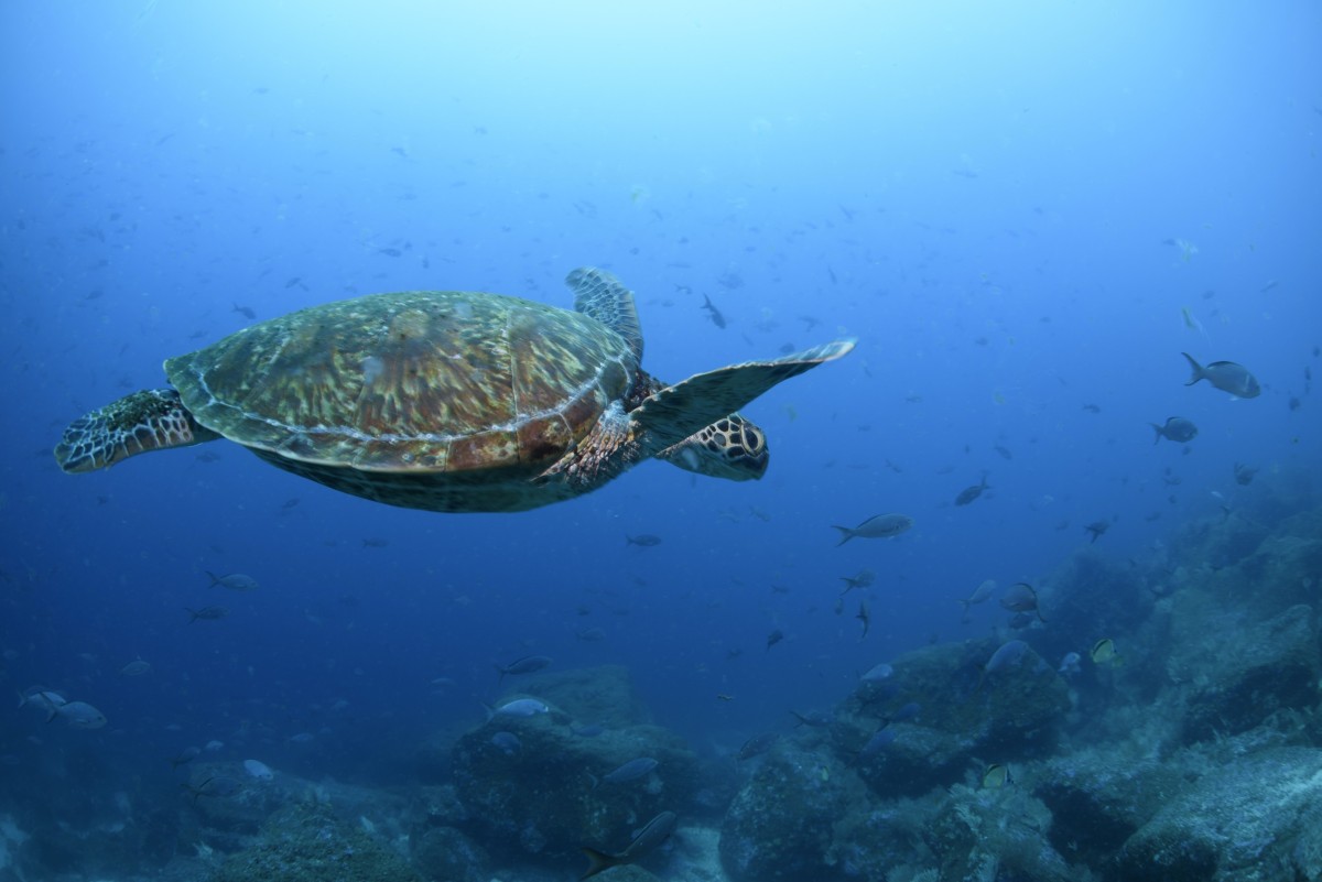 Back From the Brink: Green Turtles Leave the Endangered List