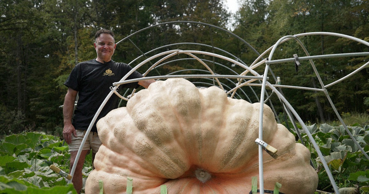 How to grow a giant pumpkin, with help from science