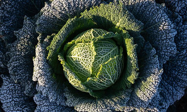 Cabbage divination and turnip lanterns revived ahead of Halloween