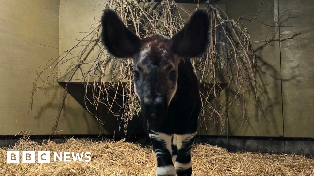 Hampshire zoo celebrates third birth ahead of World Okapi Day