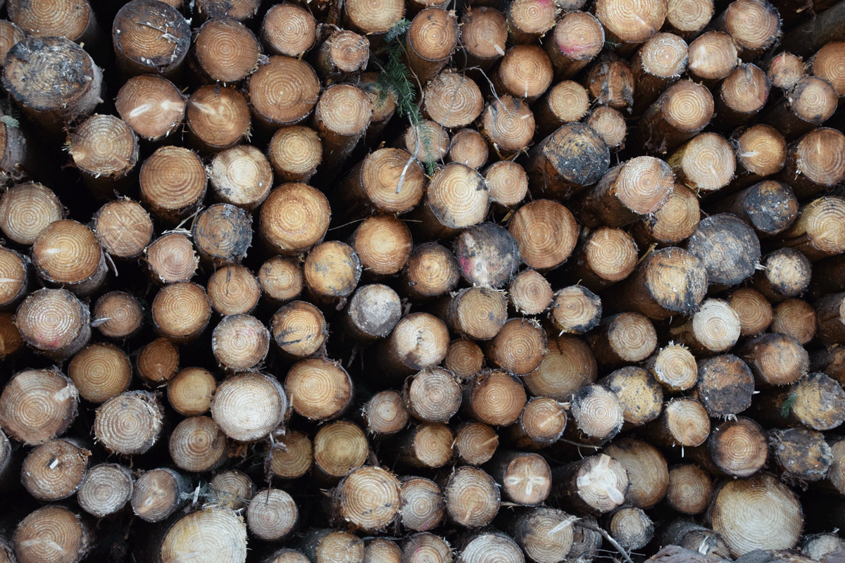 Hardwood Price-size Curves report published | Forest Machine Magazine