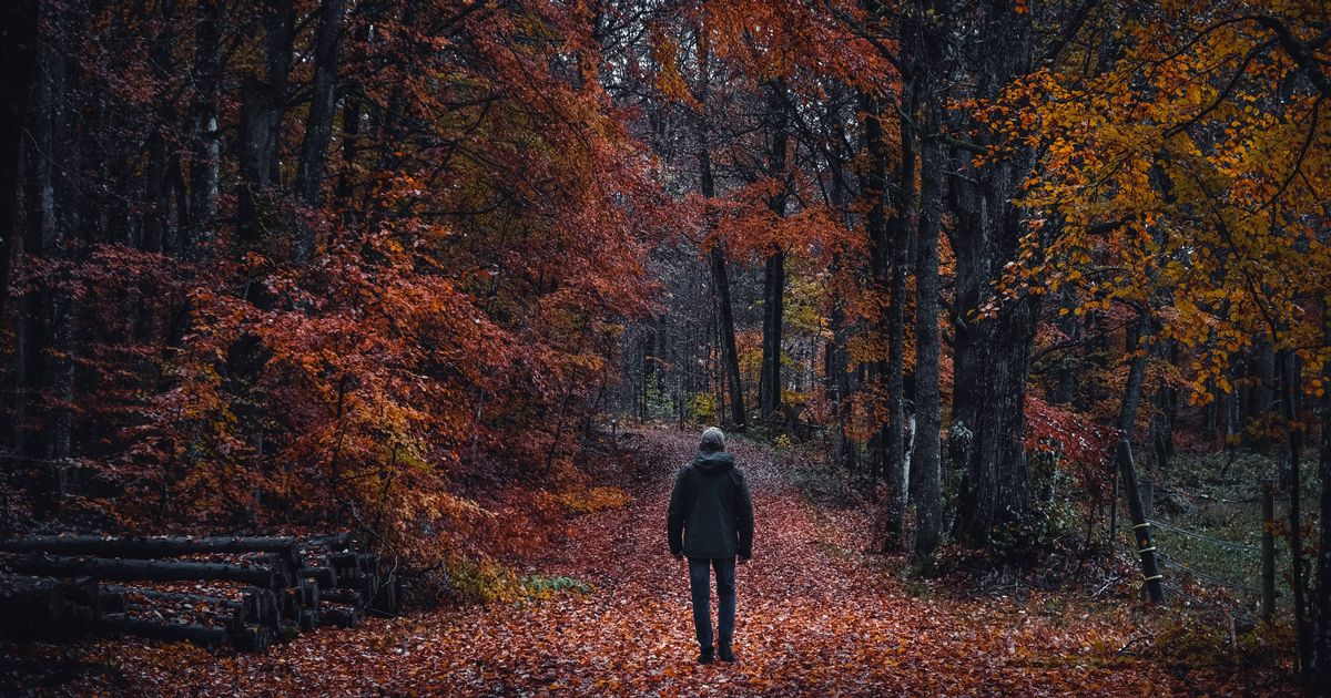 Most haunted forests in the UK from Anne Boleyn's ghost to the 'Devil's Whirlpool' - The Mirror