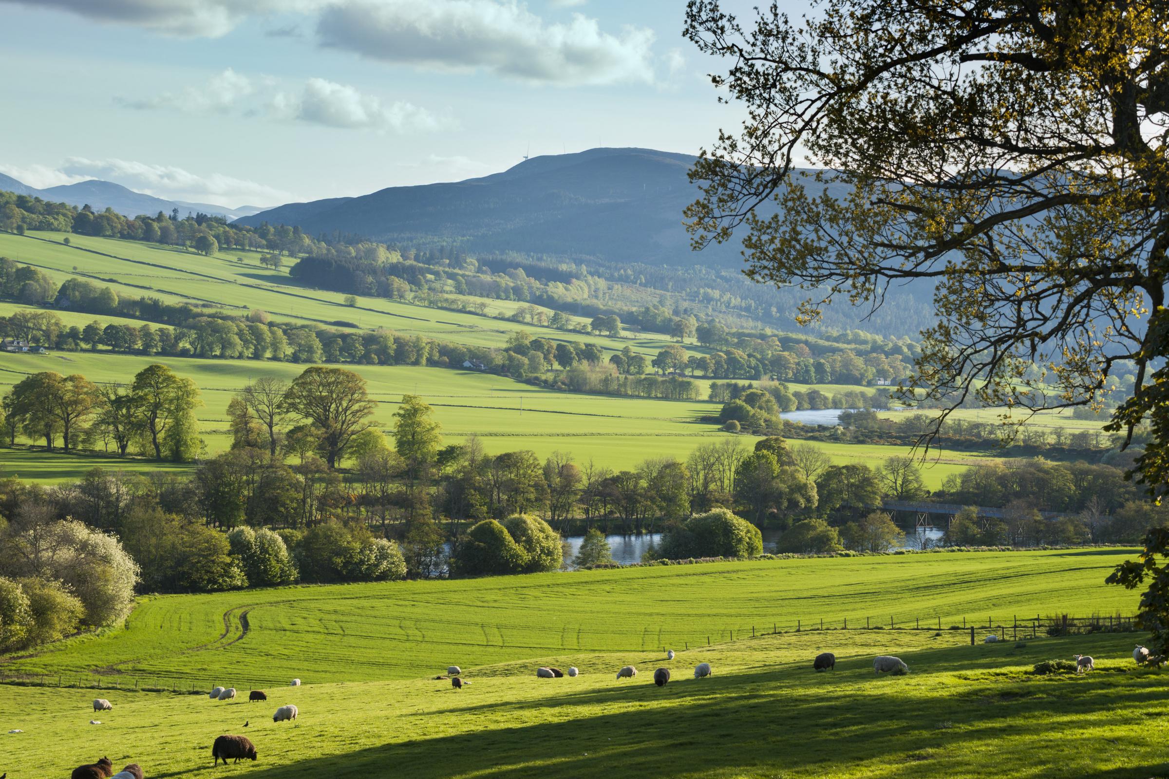 Highland residents' fight goes on as pylons plan moves forward