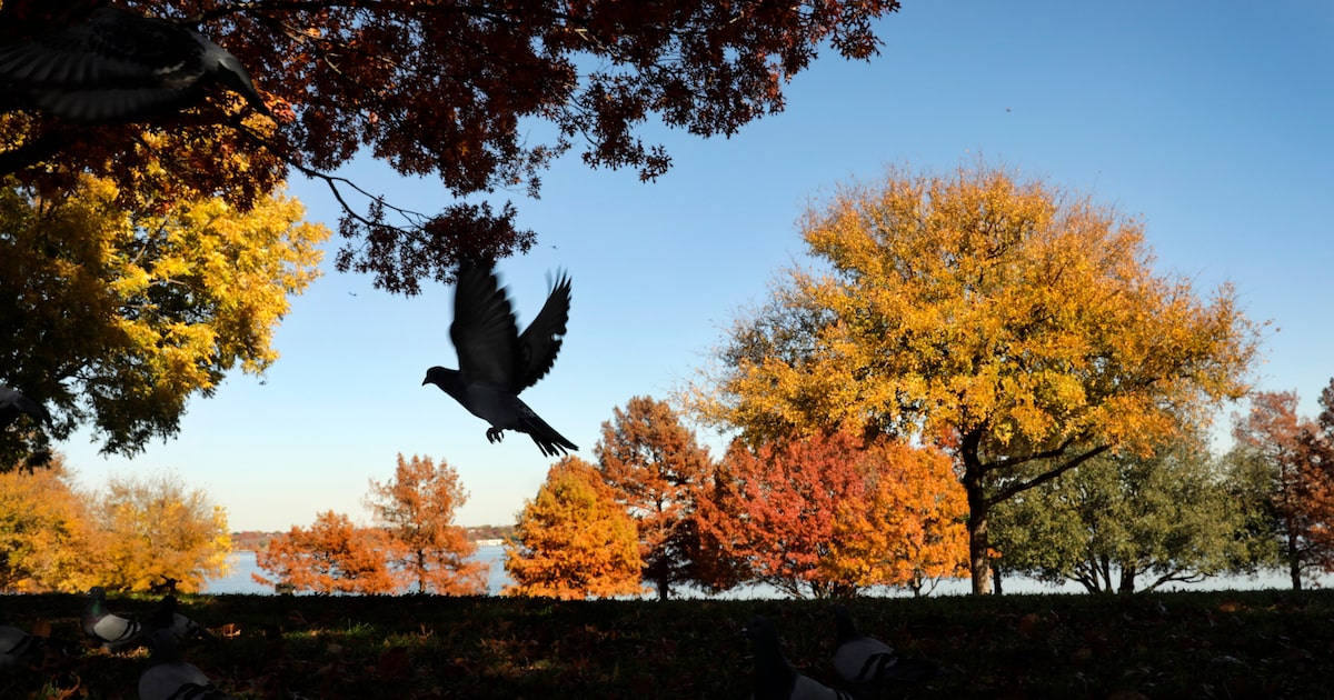 Could this hotter-than-normal autumn delay North Texas's fall foliage displays?