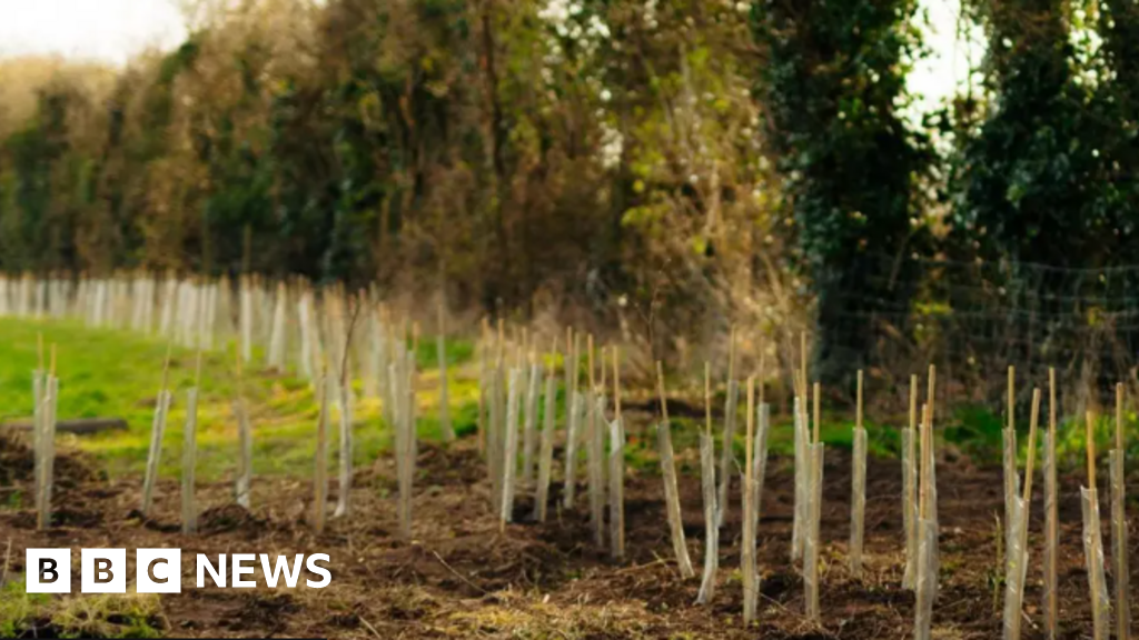 Humber Forest will grow for decades, say bosses