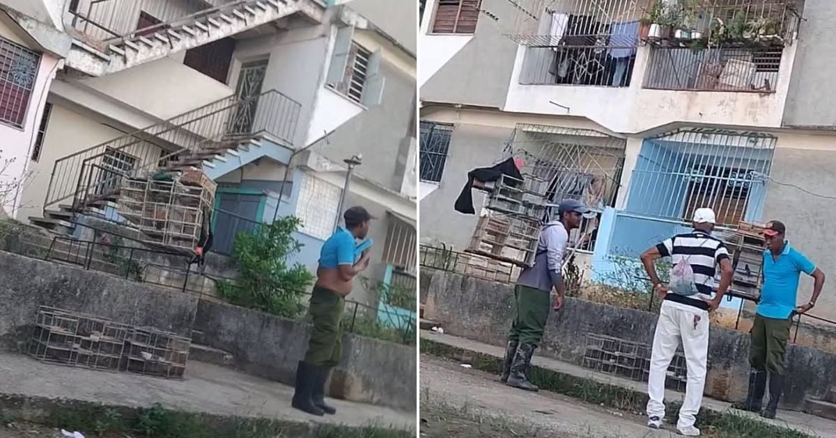 Illegal Bird Trapping Raises Concerns in Havana's Migratory Bird Routes