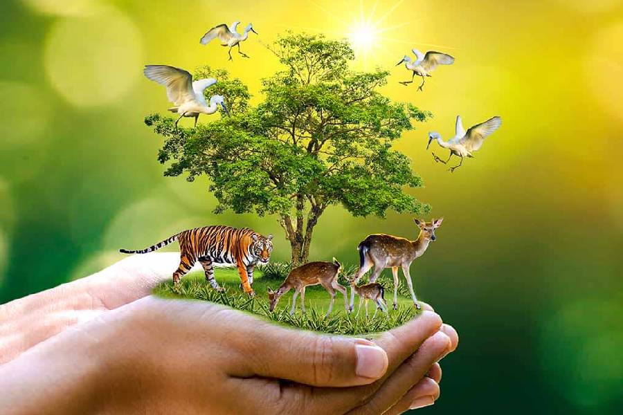 List it: Editorial on the National Red List Assessment of Indian flora and fauna