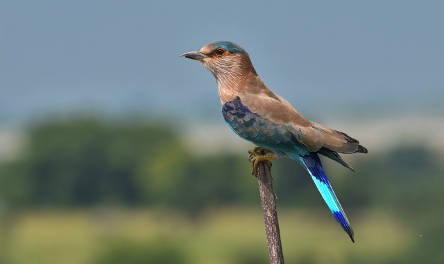 Indian Roller Nears Red List: Once Celebrated, Now Ignored