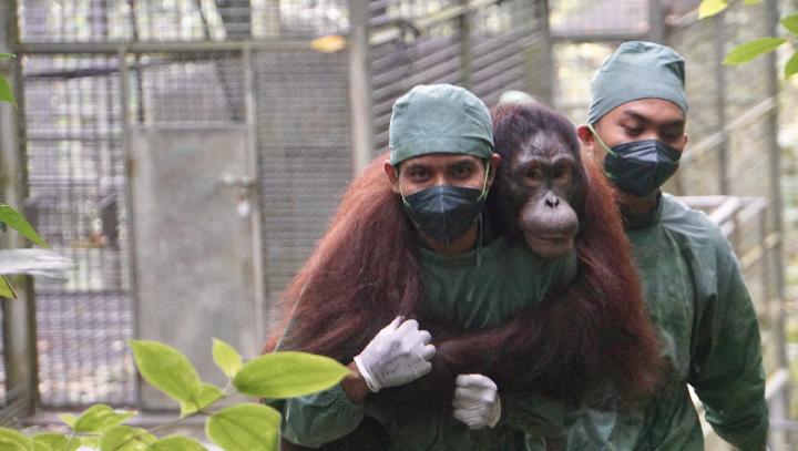 Half of the Most Endangered Animals Are in Indonesia, Here's What UGM Researcher Suggests