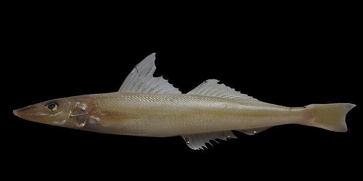 Iranian researchers discover new species of fish in Persian Gulf