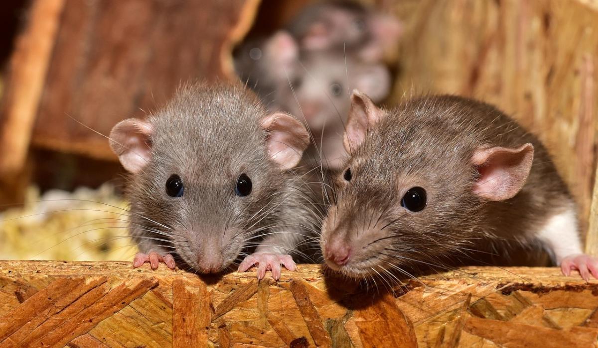 'Can easily get in' - Chilling warning over 'climber' rats invading Irish homes