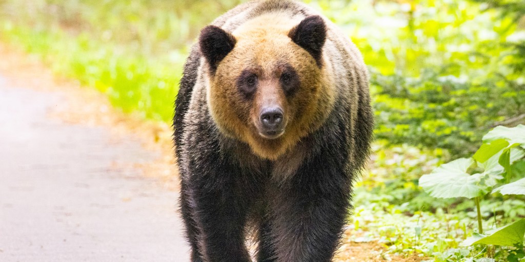 Japanese region asks army to cull bears as attacks spike