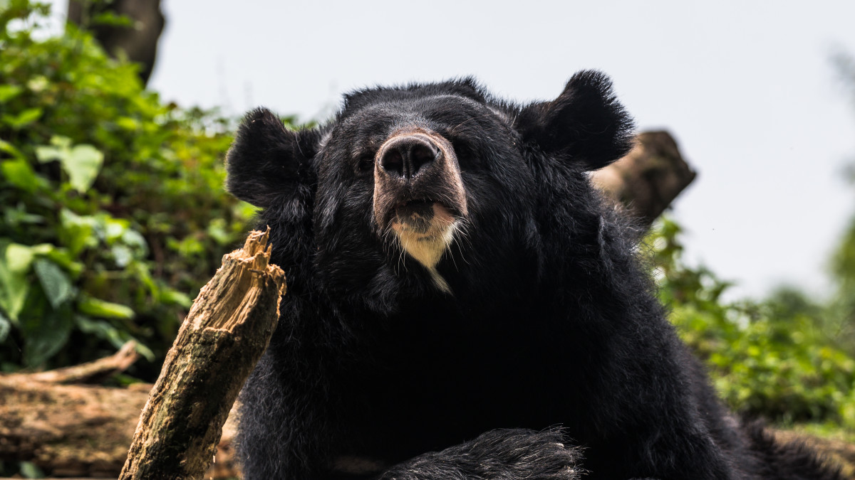 3 Dead In 1 Week Amidst Sharp Increase In Bear Attacks