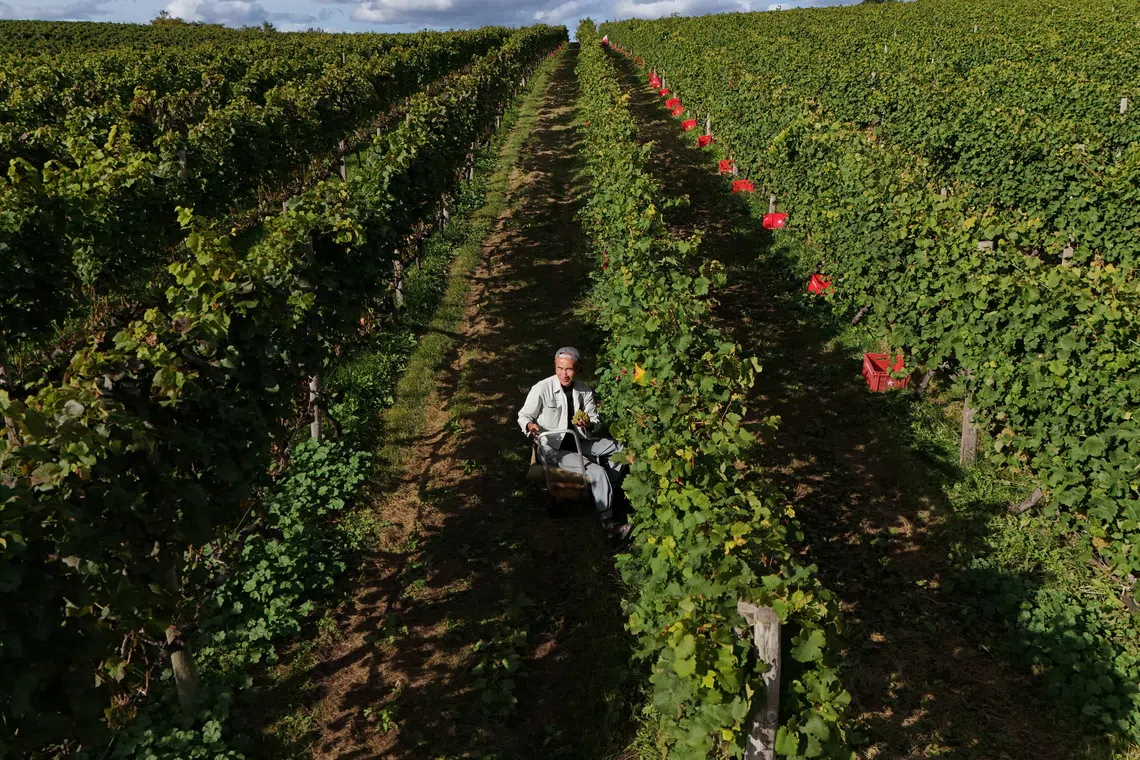 A Japanese Pinot Noir town blessed by climate change now worries about the weather