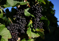 A Japanese Pinot Noir town blessed by climate change now worries about the weather
