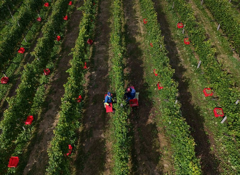 A Japanese Pinot Noir town blessed by climate change now worries about the weather