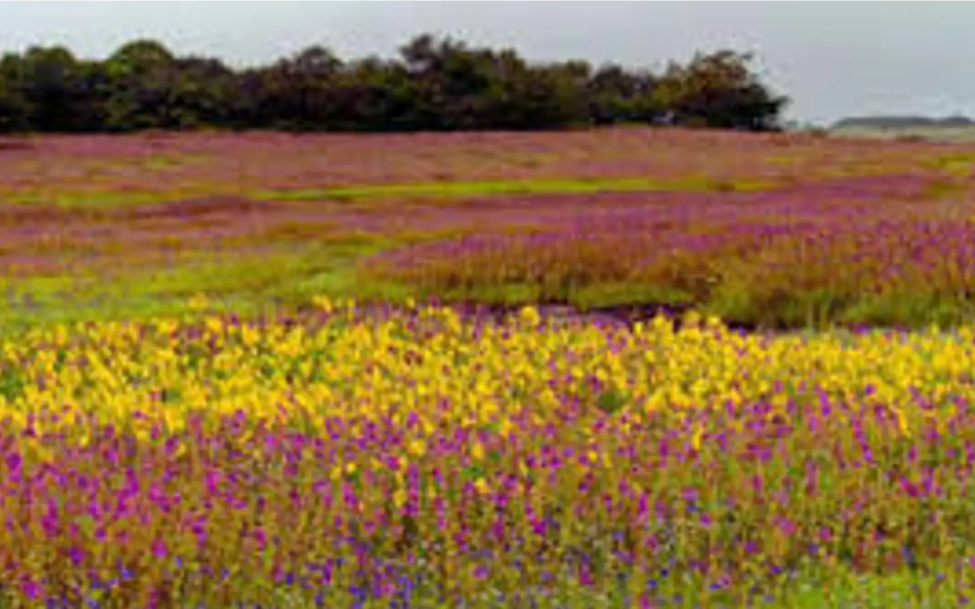 Kaas Plateau bids farewell to its floral season as 'Mickey Mouse' blooms carpet the hills in yellow - Pune Times Mirror