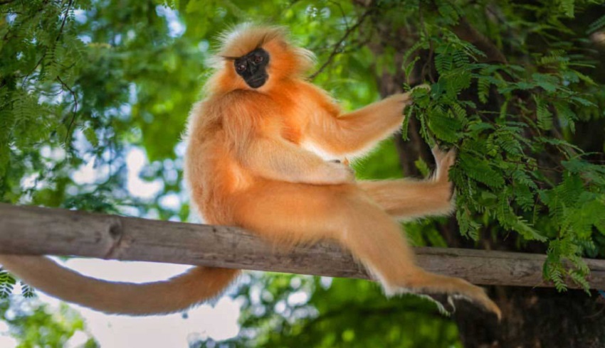 Conservation Crisis: The Battle for Assam's Kakoijana's Golden Langur Habitat