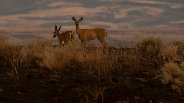Kansas drivers, beware of dangerous and costly crashes with deer