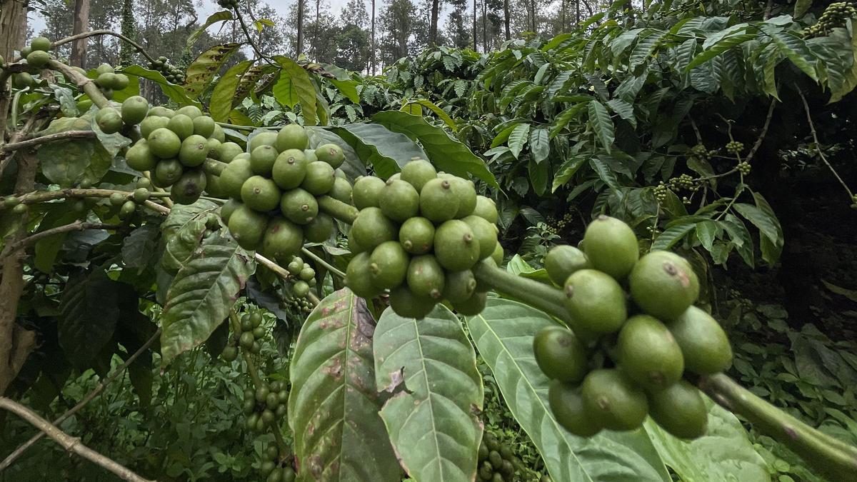 Karnataka coffee growers welcome Modi's praise, seek action on long-pending challenges