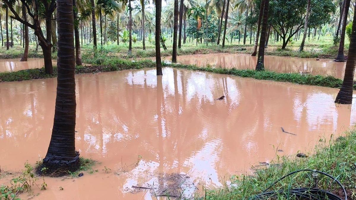 Rains cause floods in parts of Arsikere and Channarayapatna in Karnataka's Hassan dist.