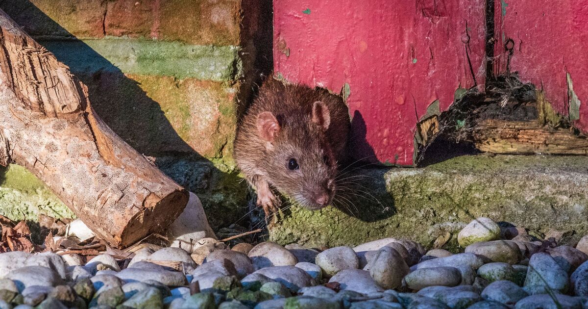 Keep mice and rats out of your home with old-fashioned tip they 'hate'