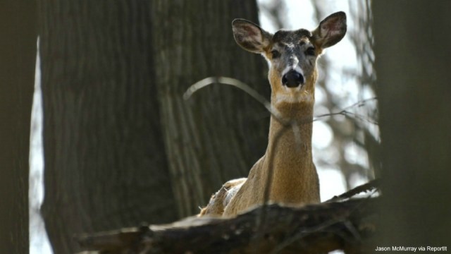 KY transportation officials issue Antler Alert