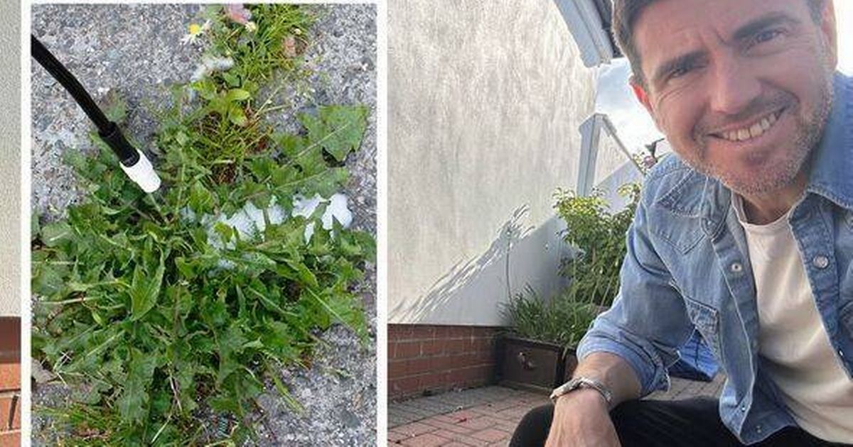 'We tried 6 ways of killing driveway weeds - 1 was the clear winner' - The Mirror