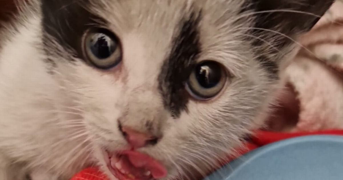 Tiny kitten needs leg amputated after being found hanging under car in Lanarkshire - Daily Record