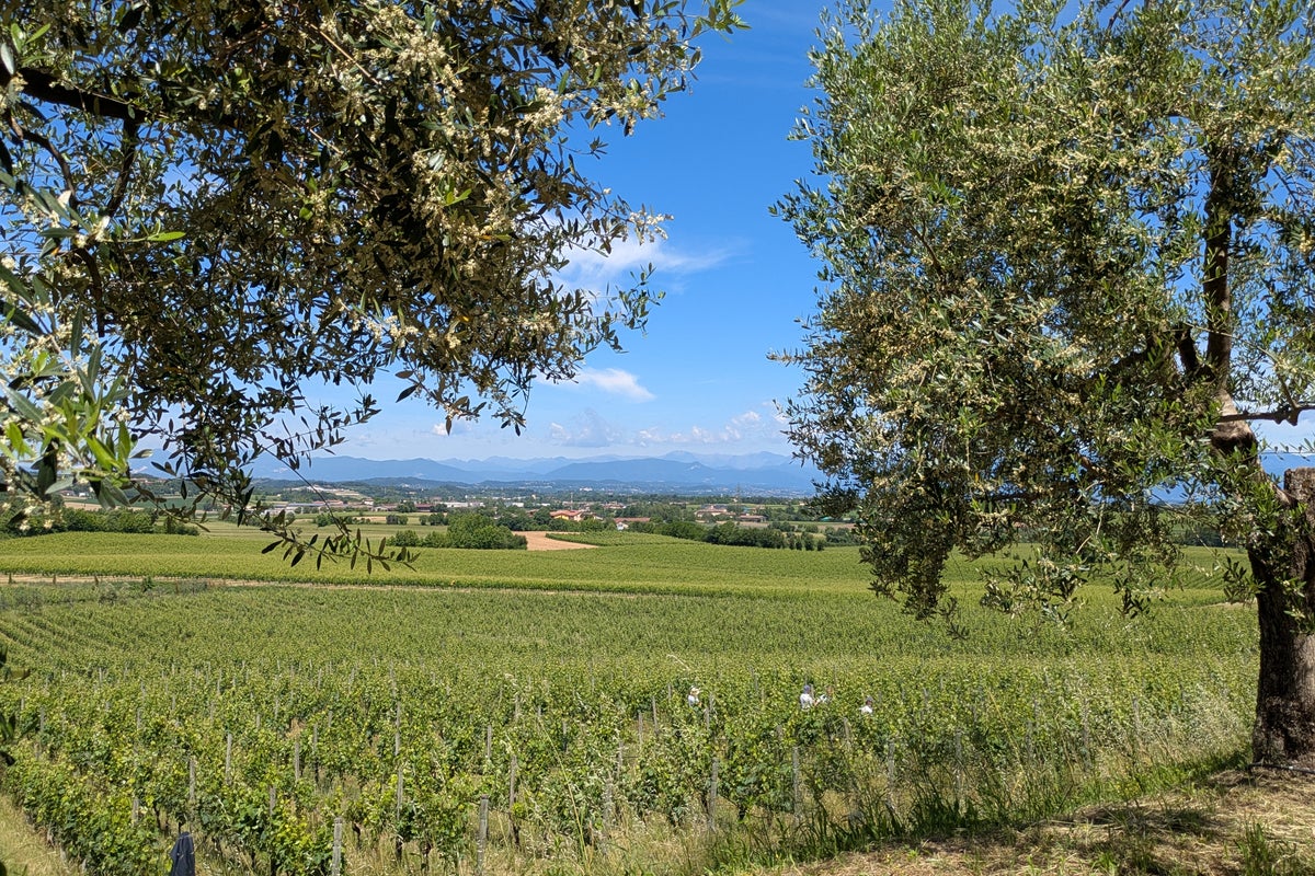 Why you should venture beyond Lake Garda to the little-known vineyards of Lugana