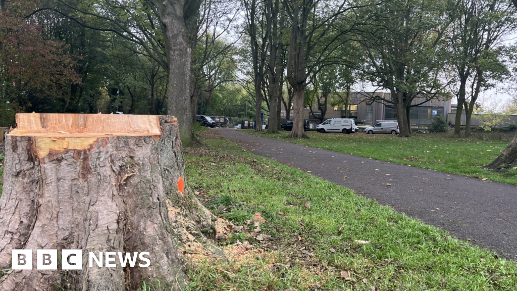 Trees felled in Leicester park to halt spread of harmful spores