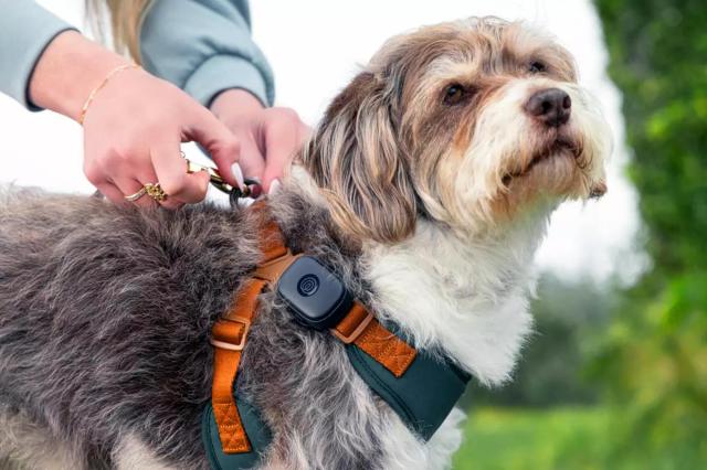 Wearable tech for your dog? Life360 releases a new pet tracker