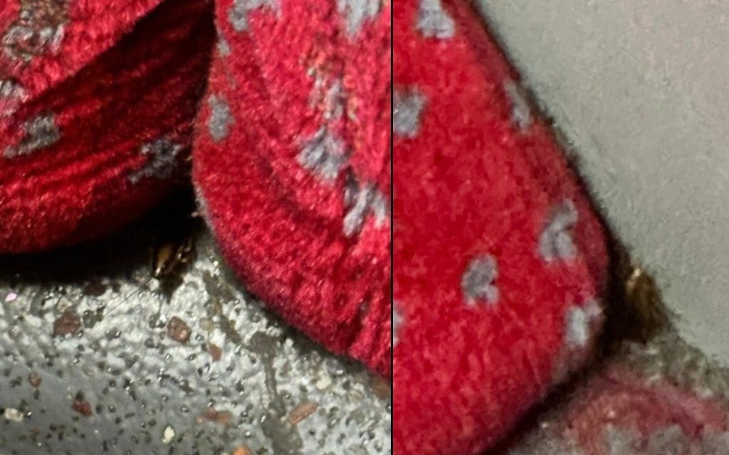 London buses are 'infested with cockroaches'