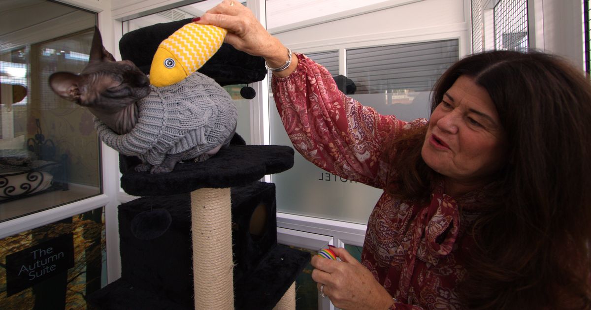 New luxury hotel opens in Chelmsford that allows guests to bring their cats