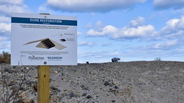 New map brings Maine's seaweed forests to the surface