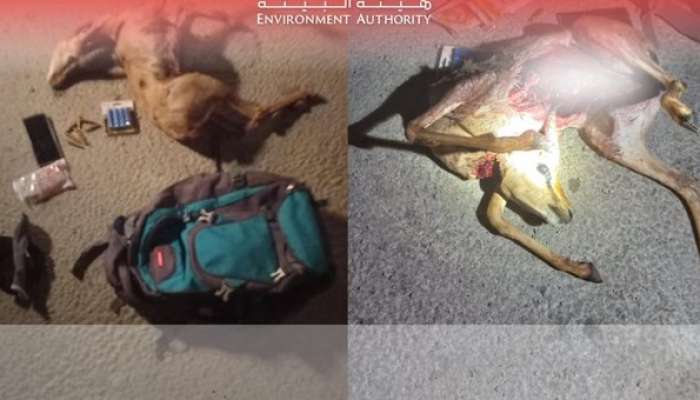 Man arrested for hunting Arabian gazelle in nature reserve
