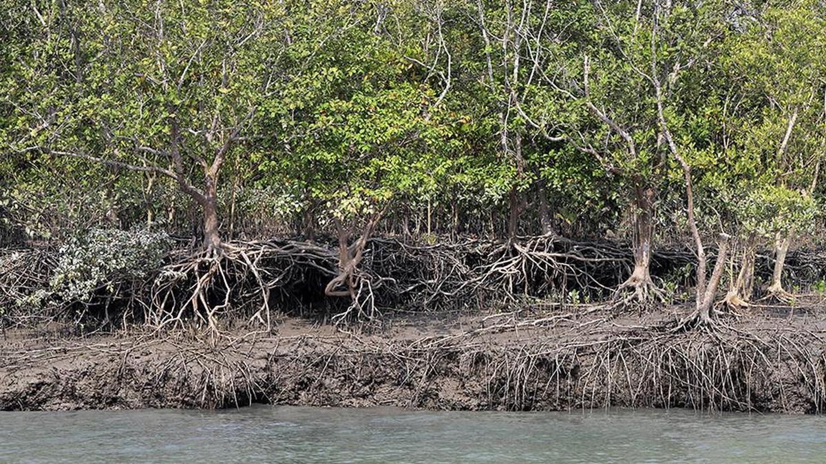 Over 22,500 hectares of land taken up for mangrove restoration under MISHTI scheme, 85% of area in Gujarat