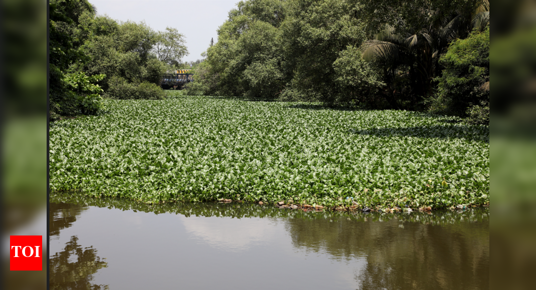 Mapusa river to be desilted to allay flooding at Guirim | Goa News - The Times of India