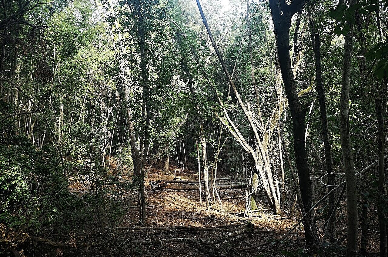 Strictly protected Mediterranean forests stay cooler, study finds