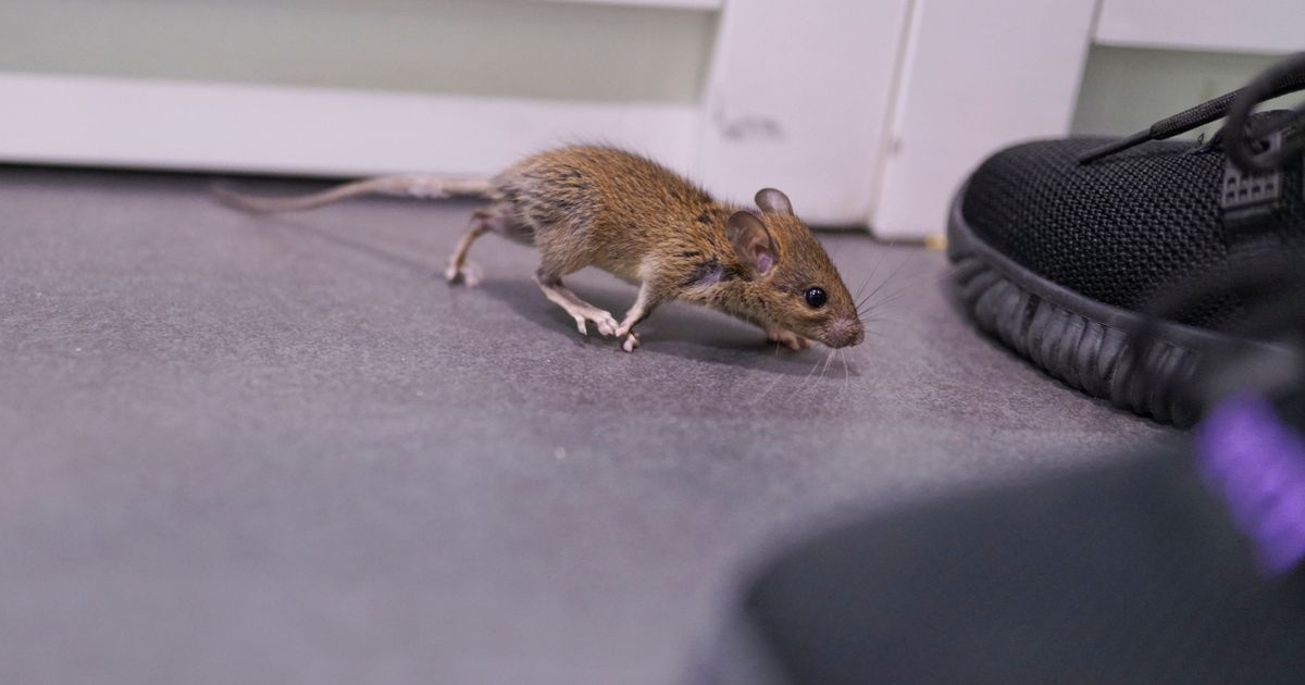 Mice living in care home mattresses with residents 'at risk of electrocution' - The Mirror