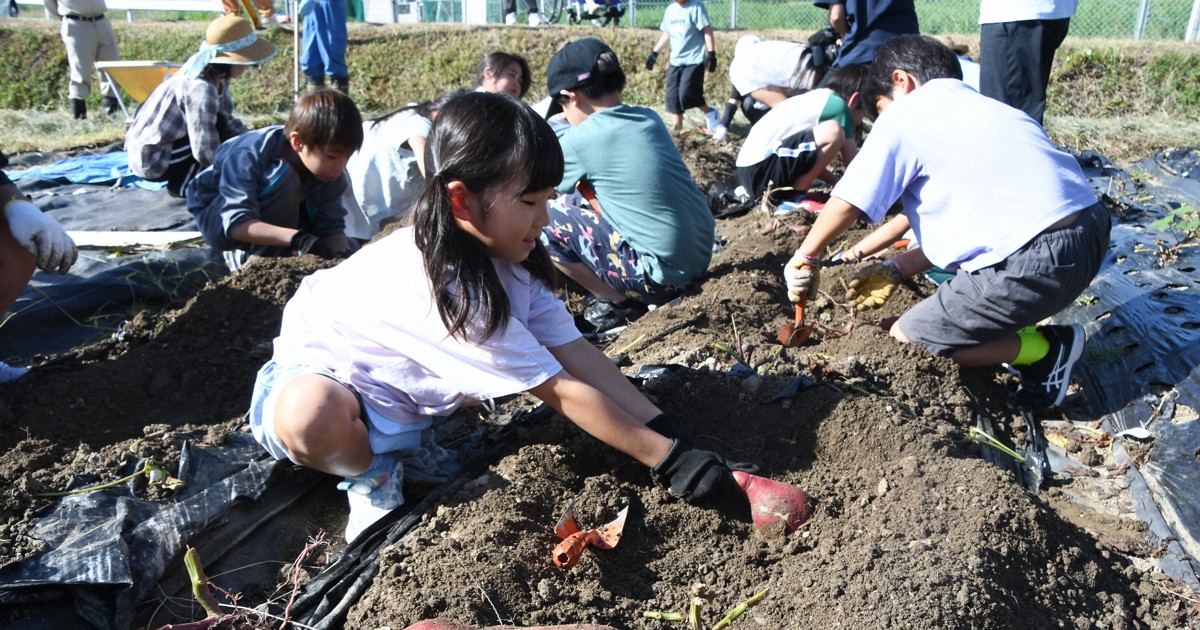 Easy Japanese news in translation: Students harvest sweet potatoes in Mie Prefecture