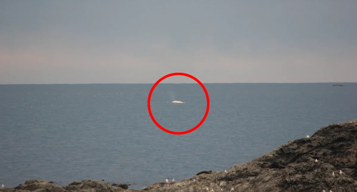 Frenzy of excitement after world-famous discovery off coast