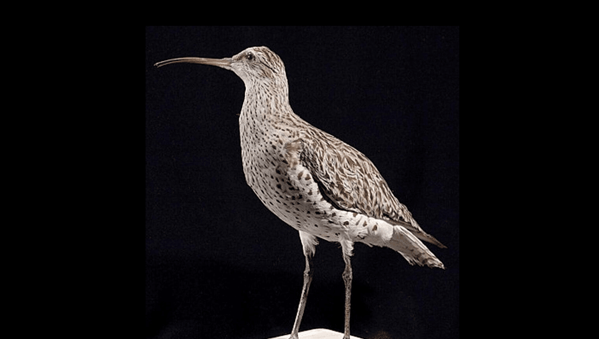 Officially Gone: A Once-Widespread Migratory Bird Is Declared Extinct By The IUCN Red List