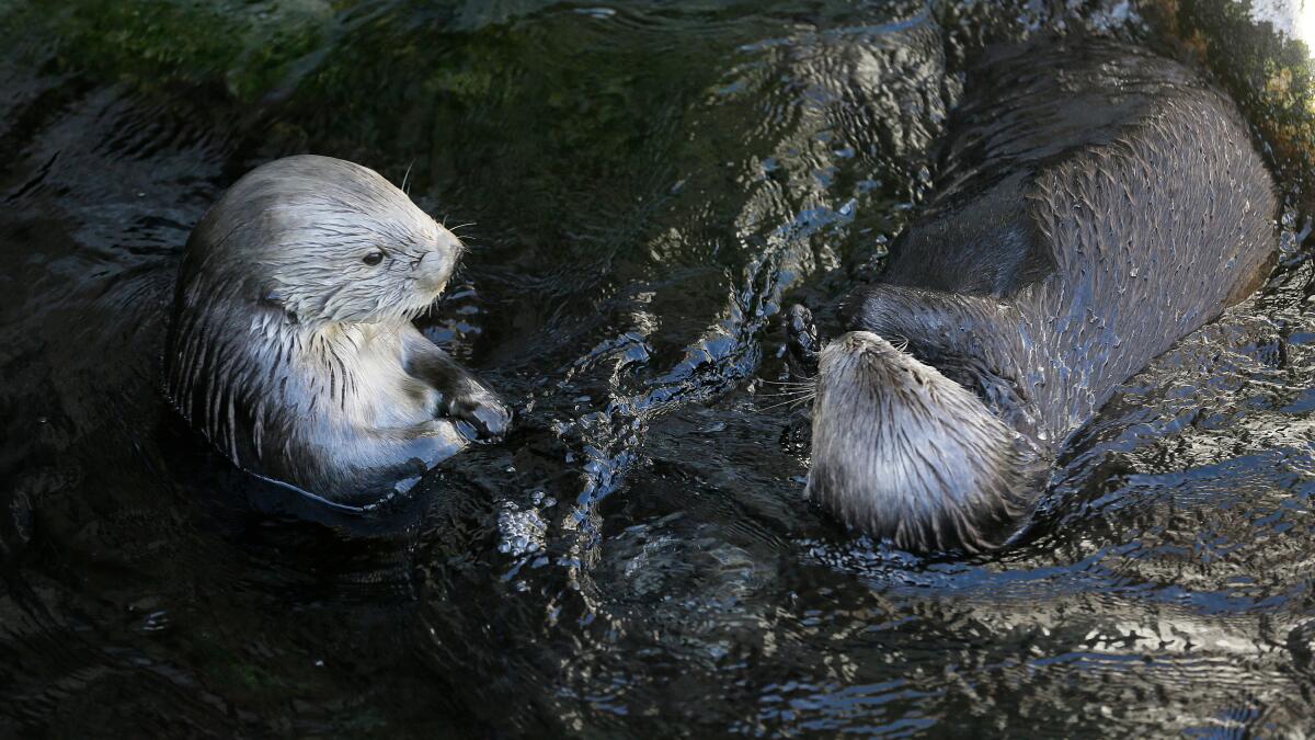 Monterey Bay Aquarium reprints vintage T-shirt worn by Taylor Swift, raises millions for sea otters