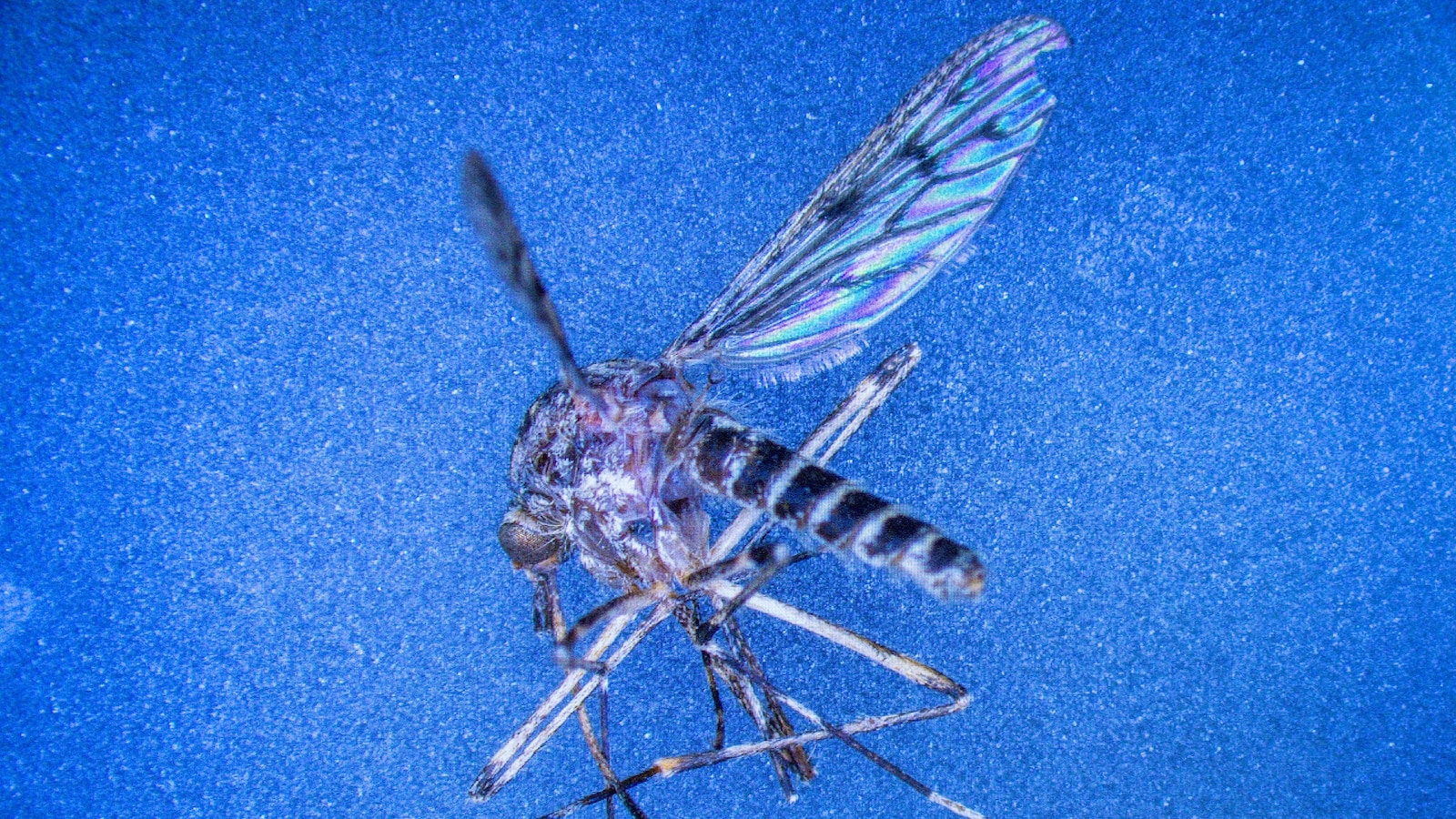 Mosquitoes found in Iceland for 1st time as temperatures in the region rise