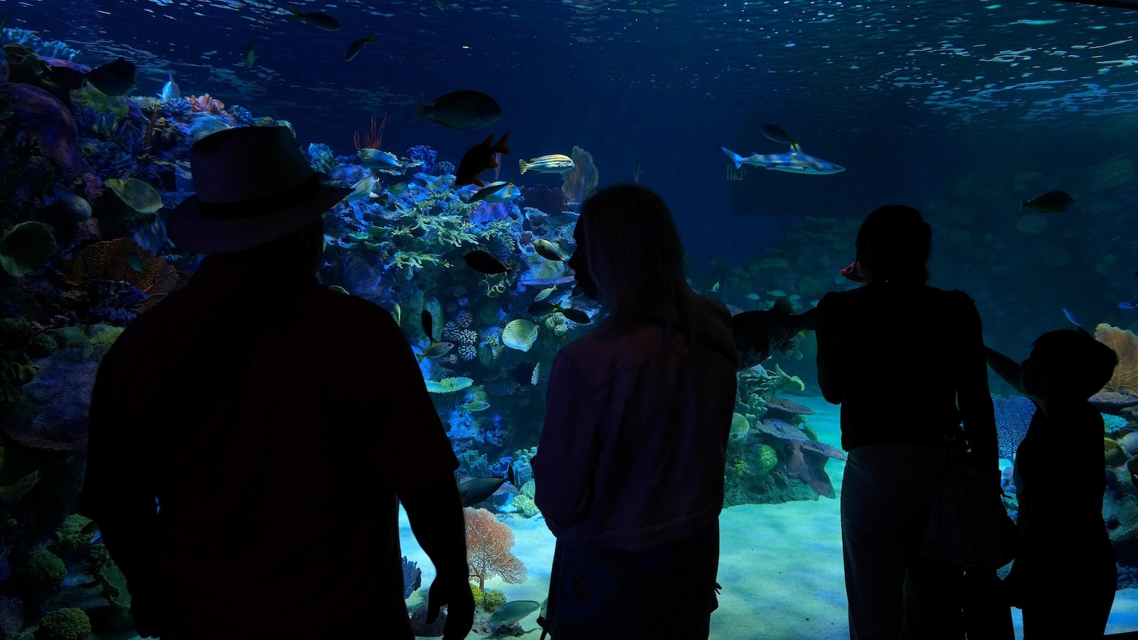 Florida's Mote Marine Laboratory relocates hundreds of marine animals to new $130M facility