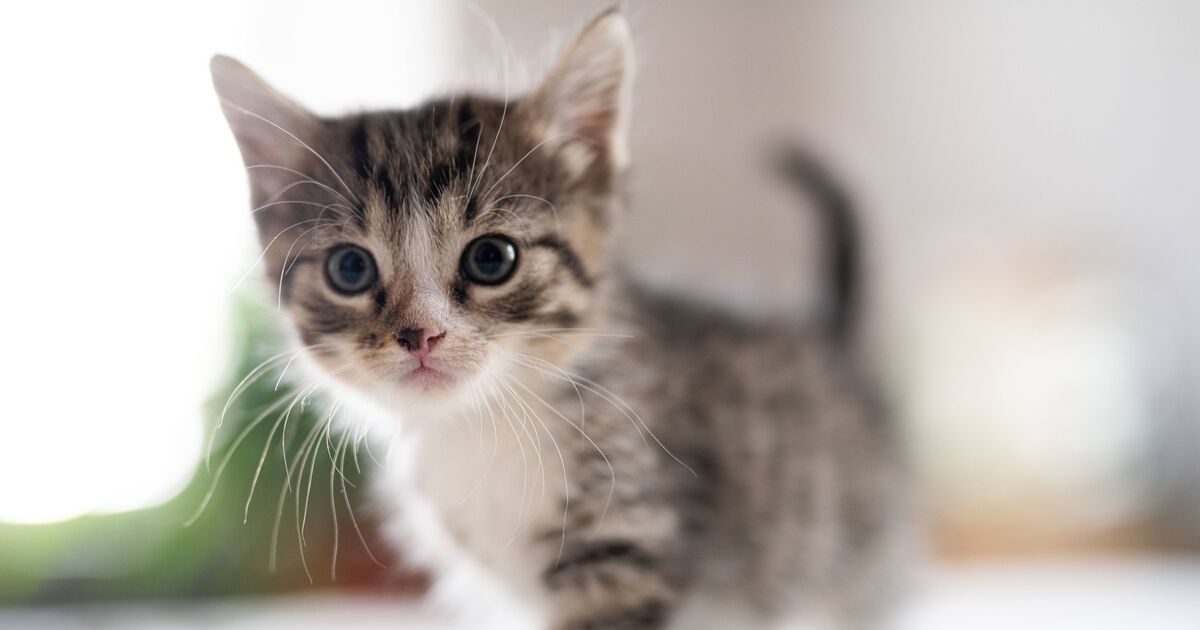 Heartbreak as cat rejects three-week-old litter but volunteer saves the day