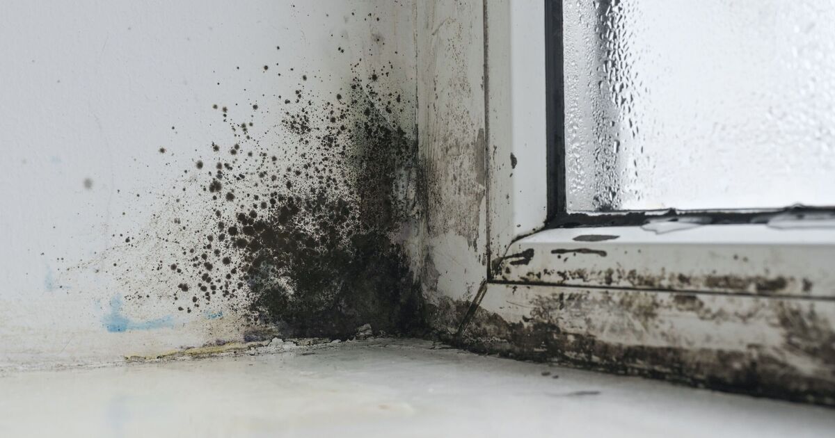 Mould will disappear from windows if you use 35p Tesco item to clean them