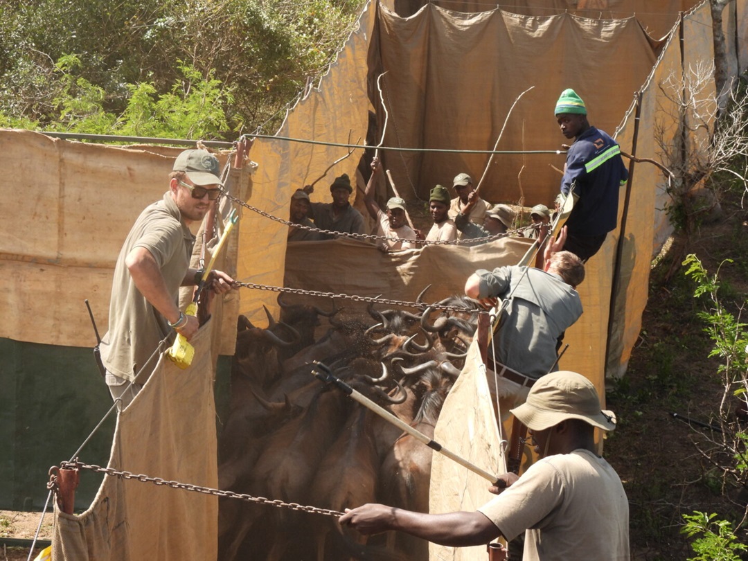 The Rebirth Of Banhine: Inside Mozambique's Bold Wildlife Restoration Mission - African Leadership Magazine