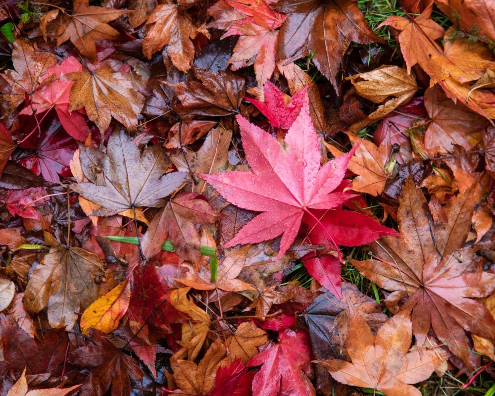 National Trust and TV wildlife expert team up on autumn nature campaign